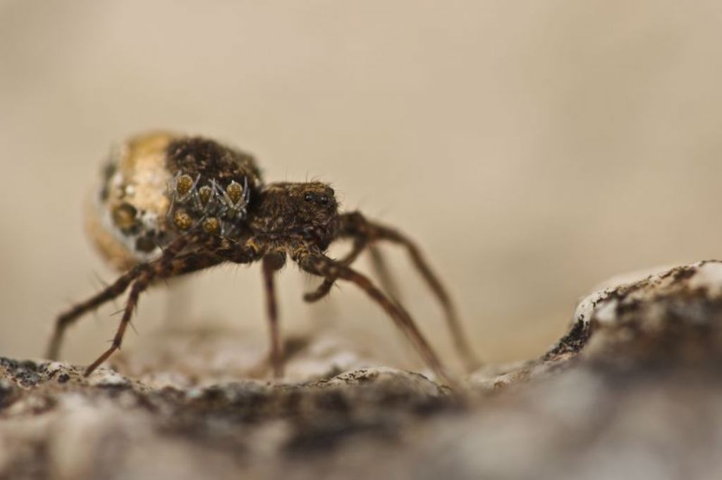 Trochosa sp.; Pardosa sp.